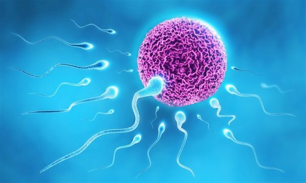 Khi các khối Polyp phát triển sẽ vô tình làm cản trở đường đi của tinh trùng khiến cho khả năng thụ thai cũng sẽ giảm đi đáng kể