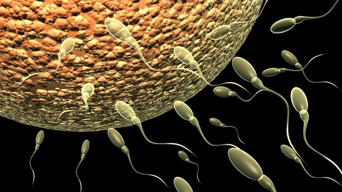 Quá trình thụ thai diễn ra khi trứng gặp được tinh trùng và làm tổ trong tử cung. Nếu trứng không được thụ tinh thì lớp niêm mạc tử cung sẽ bong ra, bị đẩy ra ngoài theo máu kinh nguyệt.