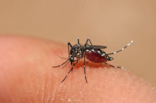 Sốt xuất huyết là bệnh truyền nhiễm cấp tính do virus Dengue gây ra, bệnh cảnh lâm sàng chủ yếu gồm sốt và xuất huyết.
