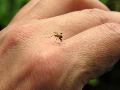 Bệnh sốt xuất huyết lan truyền chủ yếu do muỗi Aedes albopictus và Aedes aegypti. 