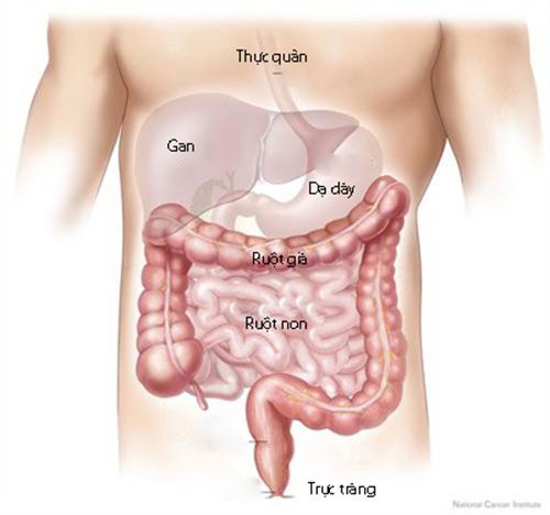 Tắc ruột là tình trạng thức ăn và các chất trong long ruột bị ứ đọng lại ở ruột, không thể di chuyển xuống dưới để tiếp tục quá trình tiêu hóa. 
