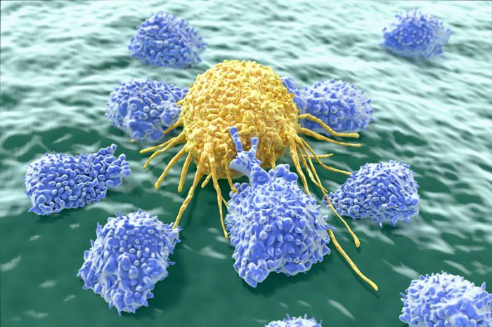 Tế bào NK là dạng tế bào thuộc hệ miễn dịch bẩm sinh