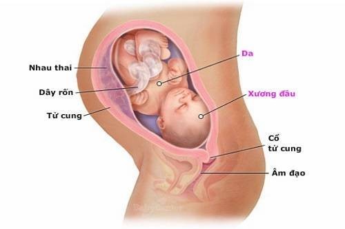 Thai nhi thường quay đầu ở tuần 35- 36 nhưng nếu mẹ mang thai lần đầu, thai nhi có thể quay đầu sớm hơn