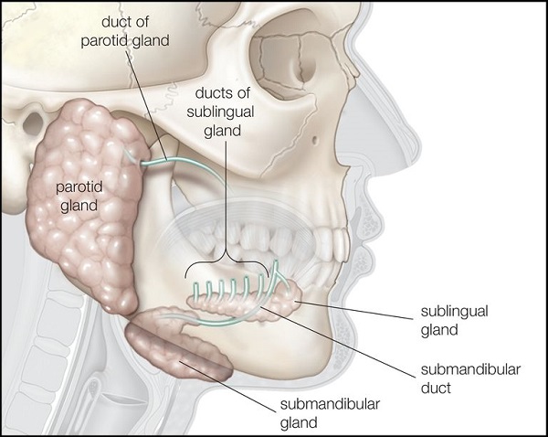 Ung thư tuyến nước bọt có thể phát sinh ở bất kì vị trí như mang tai, dưới hàm, lưỡi, niêm mạc đường hô hấp…