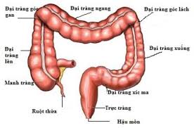 4. Phương Pháp Chẩn Đoán Đại Tràng Dài