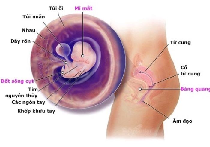 Hình ảnh túi nõn hoàng có thể nhìn thấy ở tuần thứ 5 của thai kỳ
