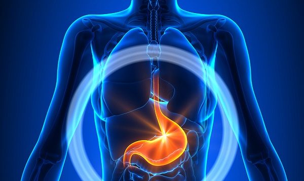 Vị trí cụ thể của dạ dày trong ổ bụng là gì?
