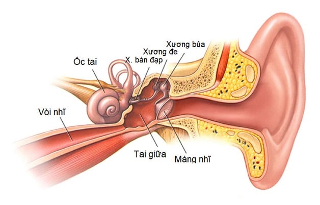 viêm tai giữa ở trẻ em - cấu tạo tai