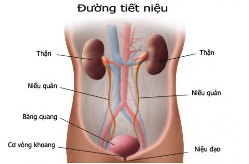Xét nghiệm gì để biết viêm đường tiết niệu