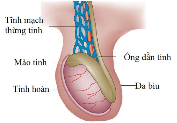 Nguyên nhân giãn tĩnh mạch thừng tinh là gì? | TCI Hospital