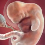 Em bé phát triển như thế nào khi siêu âm thai 6 tuần?