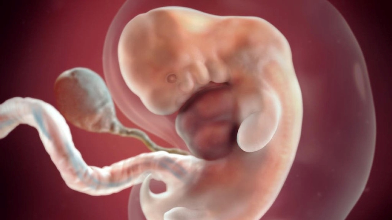 Phát triển em bé khi siêu âm thai 6 tuần: \