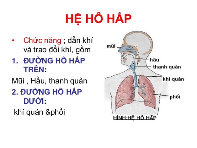 Trẻ Bị Viêm Đường Hô Hấp Trên Uống Thuốc Gì? Hướng Dẫn Chi Tiết Từ Bác Sĩ