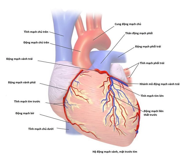 Động mạch vành là hệ thống động mạch nằm trên bề mặt quả tim, có chức năng đưa máu đến nuôi dưỡng cơ tim.