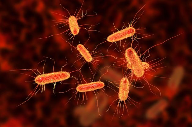 Vi khuẩn chính là nguyên nhân hàng đầu gây ra viêm nhiễm đường tiết niệu như: vi khuẩn E Coli, Chlamydia.