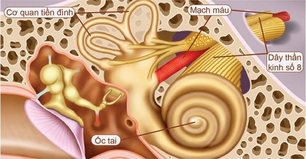 Thuốc Chữa Viêm Dây Thần Kinh Số 8: Giải Pháp Hiệu Quả Cho Sức Khỏe Tiền Đình