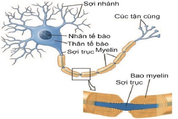 cấu tạo dây thần kinh và hội chứng viêm dây thần kinh cấp tính
