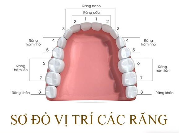Răng số 4 là gì? Nhổ răng số 4 có nguy hiểm không? | TCI Hospital