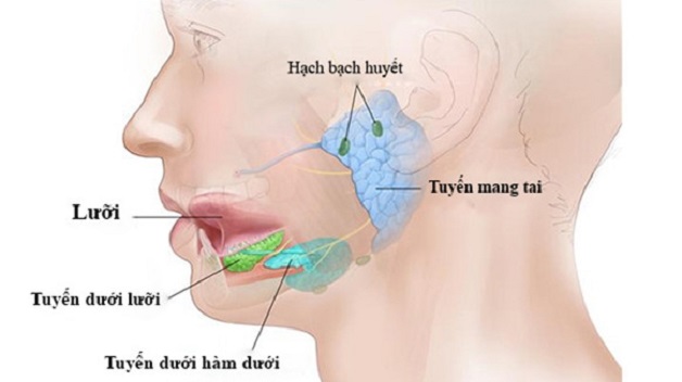 Tìm hiểu về vai trò của siêu âm tuyến nước bọt