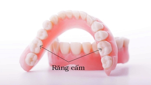 Răng cấm đóng nhiều vai trò quan trọng trong ăn nhai