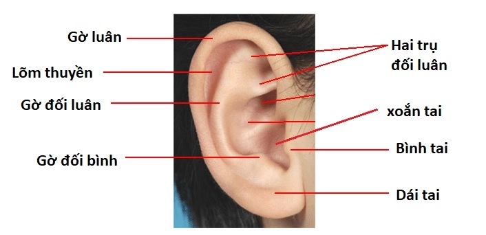 Vành tai có hình thể khá giống một chiếc phễu gồm có hai mặt: mặt ngoài và mặt trong