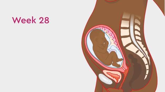 Vào thời điểm khám thai tuần 28, em bé đã có những sự thay đổi, phát triển rõ rệt so với những giai đoạn trước.