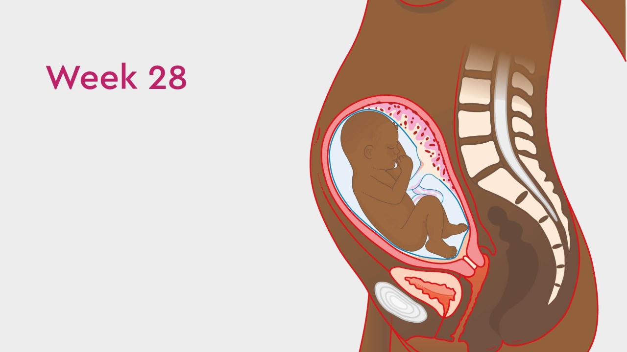 Nhịp tim thai ở tuần thứ 28 có phản ánh sự phát triển của thai nhi như thế nào?
