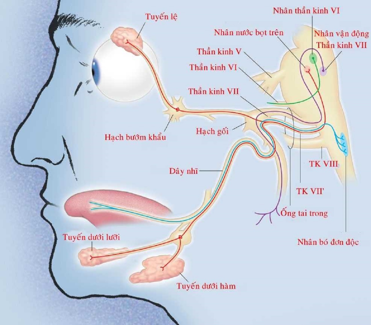 Có những triệu chứng nào xảy ra khi dây thần kinh số 7 trên mặt bị liệt?
