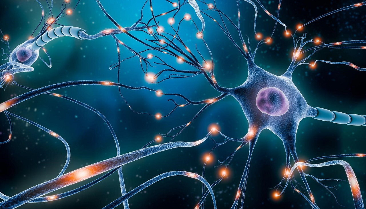 Tổng quan về cấu tạo và chức năng của hệ thần kinh đối với cơ thể con người