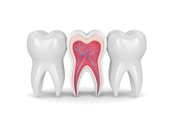 Tủy răng nằm sâu trong răng, bao gồm mạch máu và hệ thống dây thần kinh với chức năng nuôi dưỡng và dần truyền cảm giác