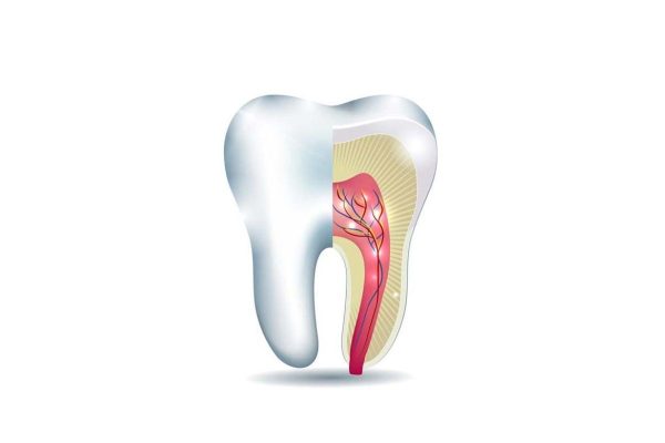 Tủy răng chứa mạch máu và hệ thống dây thần kinh, đảm nhiệm vai trò nuôi dưỡng và dẫn truyền cảm giác cho răng