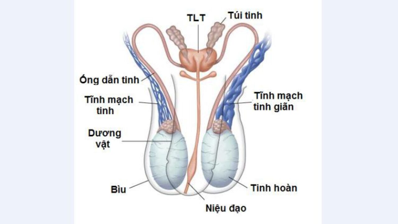 Нормальная яичка мужчин. Варикозное расширение вен семенного канала. Варикоз вен семенного канатика.
