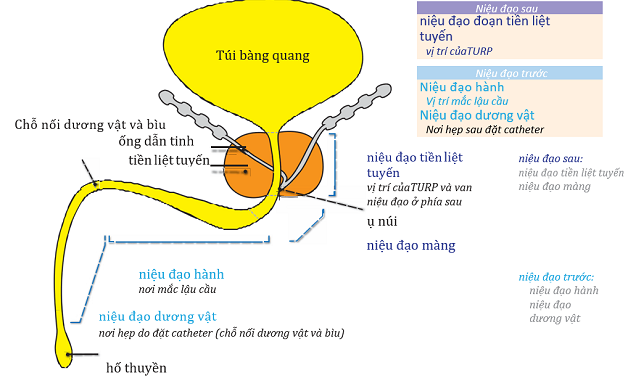 nieu dao