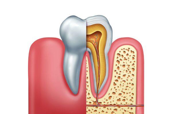 Tủy răng nằm trong buồng tủy, chức năng nuôi dưỡng và dẫn truyền cảm giác