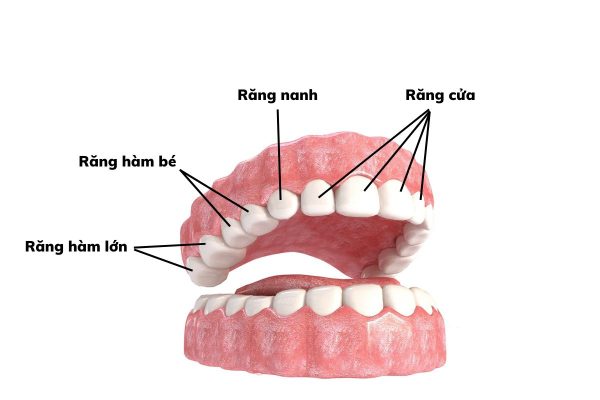 Các nhóm răng cơ bản trong cung hàm của người trưởng thành
