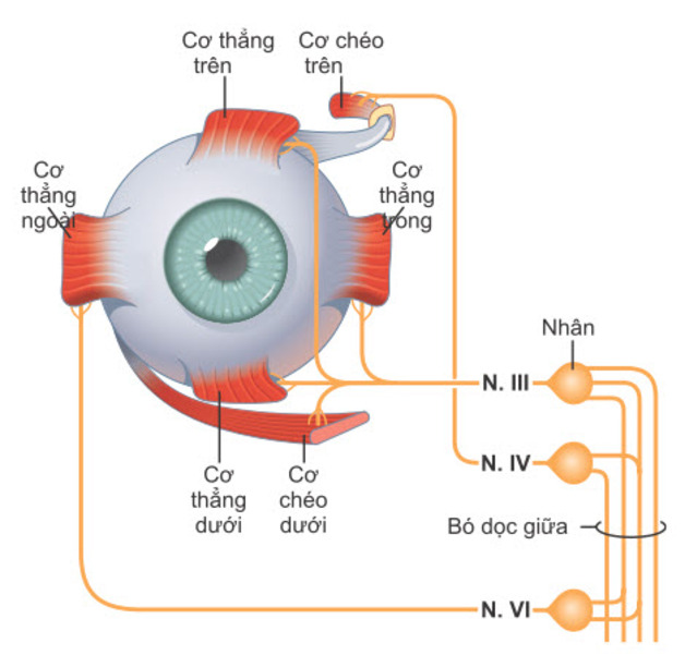 3. Triệu chứng và dấu hiệu nhận biết mắt lác