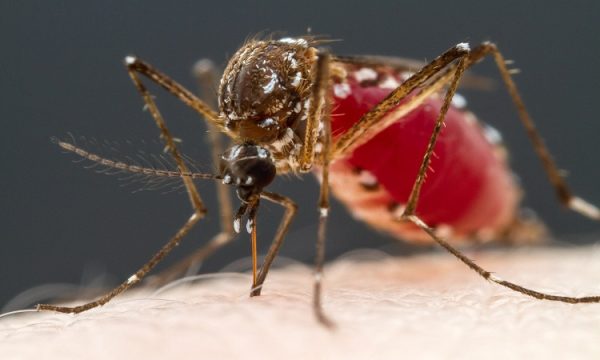 Muỗi sinh sán khiến tình hình dịch sốt xuất huyết phức tạp. 