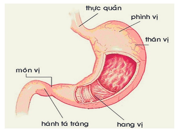 benh viem loet da day hanh ta trang 1