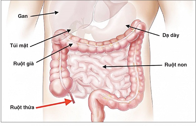 Triệu Chứng Đau Dạ Dày và Đại Tràng