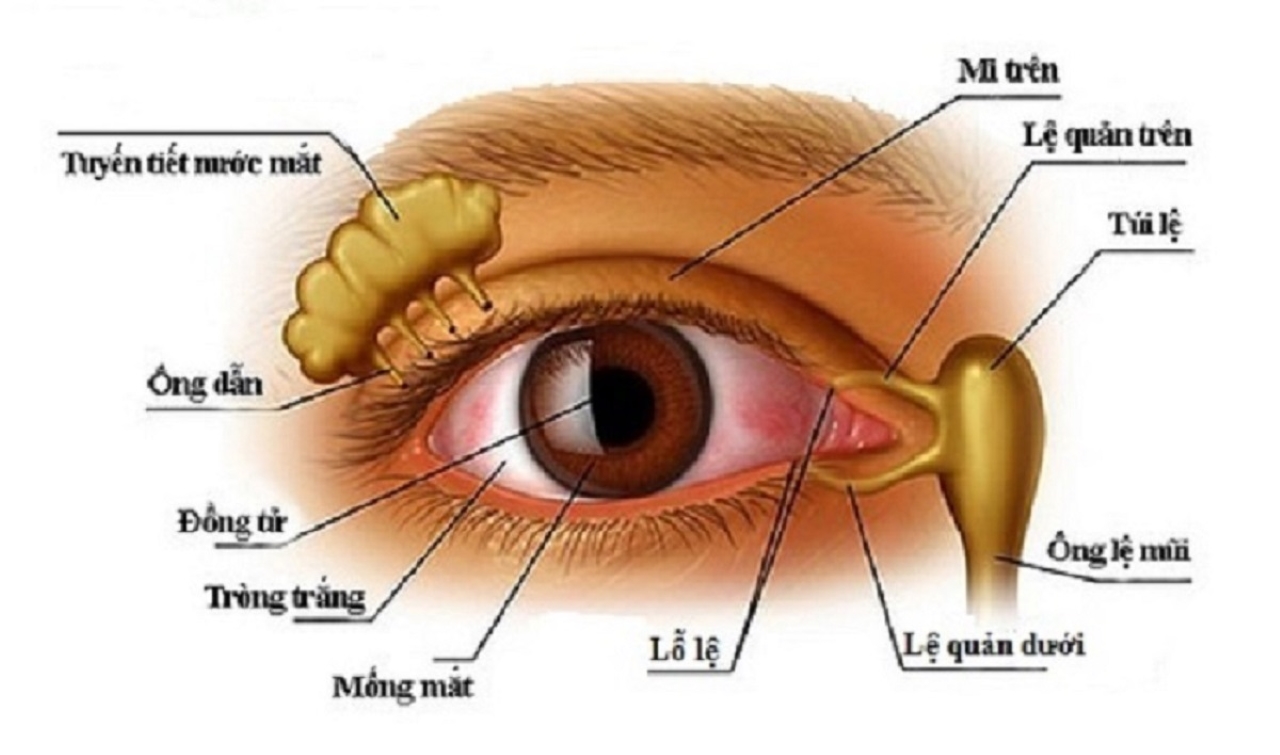 Viêm túi lệ và viêm ống lệ có khác nhau không?
