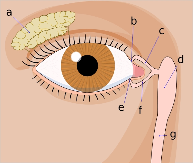 viêm lệ đạo