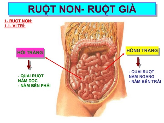 benh viem hoi trang 1