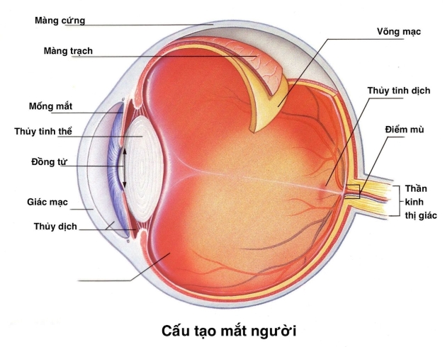 viêm kết giác mạc mùa xuân như thế nào
