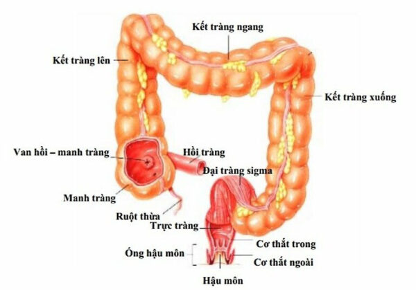 cach dieu tri viem hoi trang