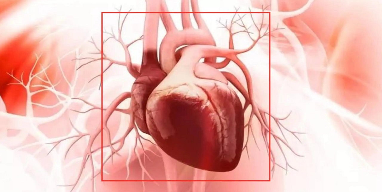 Tác động của thiếu máu cơ tim lên tim và hệ tuần hoàn như thế nào?
