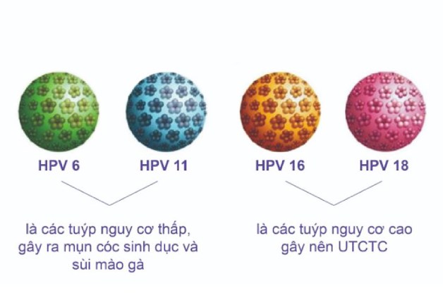 cac-type-HPV