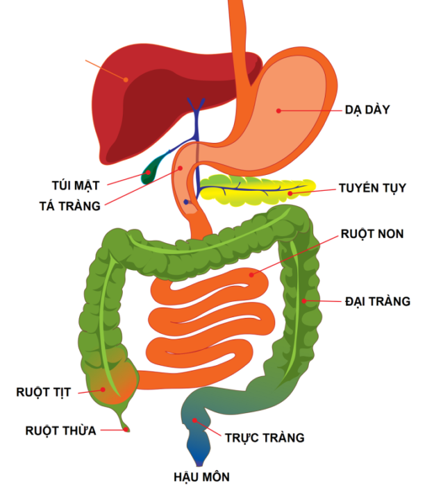 Viêm dạ dày ruột và đại tràng