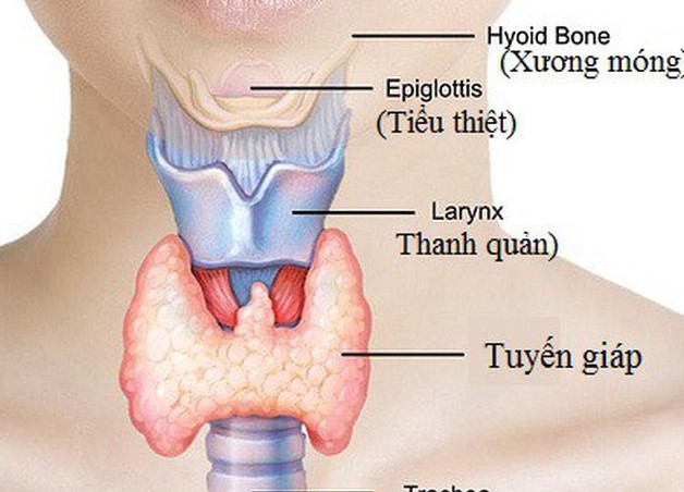 Bệnh lý tuyến giáp: Dấu hiệu, nguyên nhân và các bệnh liên quan