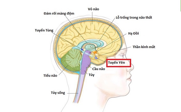 Bệnh lùn tuyến yên và những biểu hiện cần biết