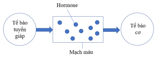 Hình ảnh minh họa hormon tuyến giáp